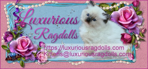 Luxurious Ragdolls Link Banner