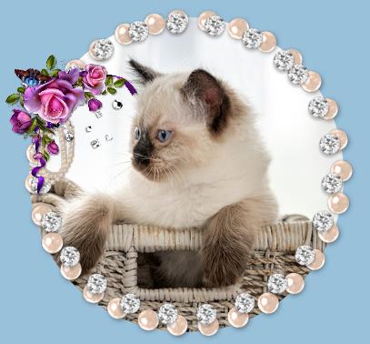 Contact for beautiful Ragdoll kittens for sale