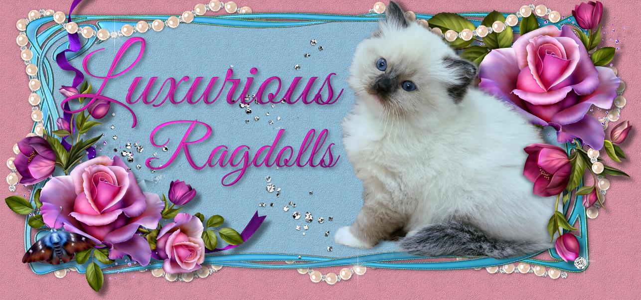 Luxurious Ragdolls