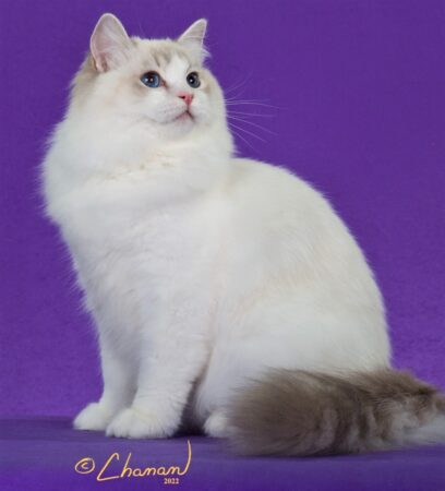 ragdoll kittens for sale in Florida